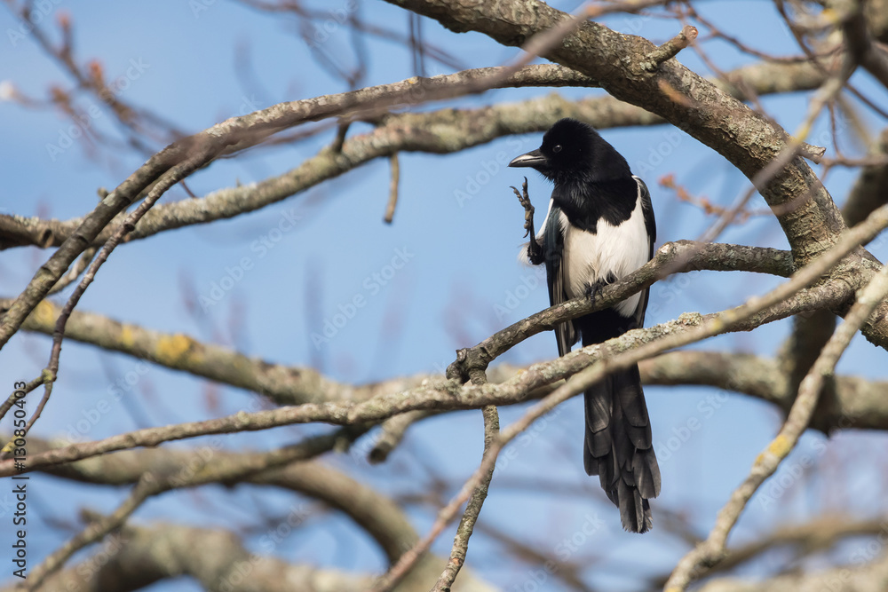 Eurasian Magpie, Common Magpie, Pica Pica Eurasian Magpie, Common Magpie, Pica Pica