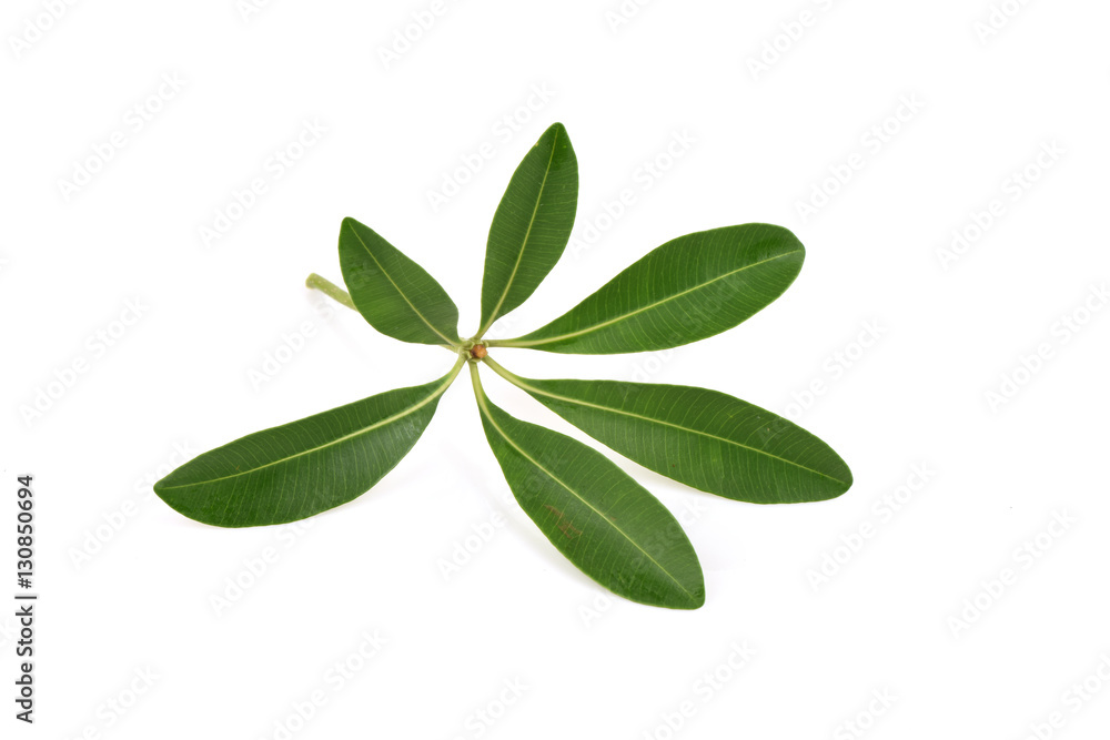 Devil Tree (Alstonia scholaris (L.) R. Br.) Leaves. Devil Tree (Alstonia scholaris (L.) R. Br.) Leaves.