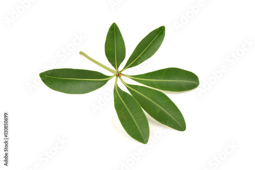 Devil Tree (Alstonia scholaris (L.) R. Br.) Leaves.