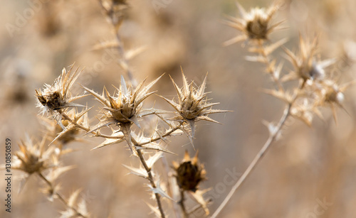 Dry prickly plant in nature
