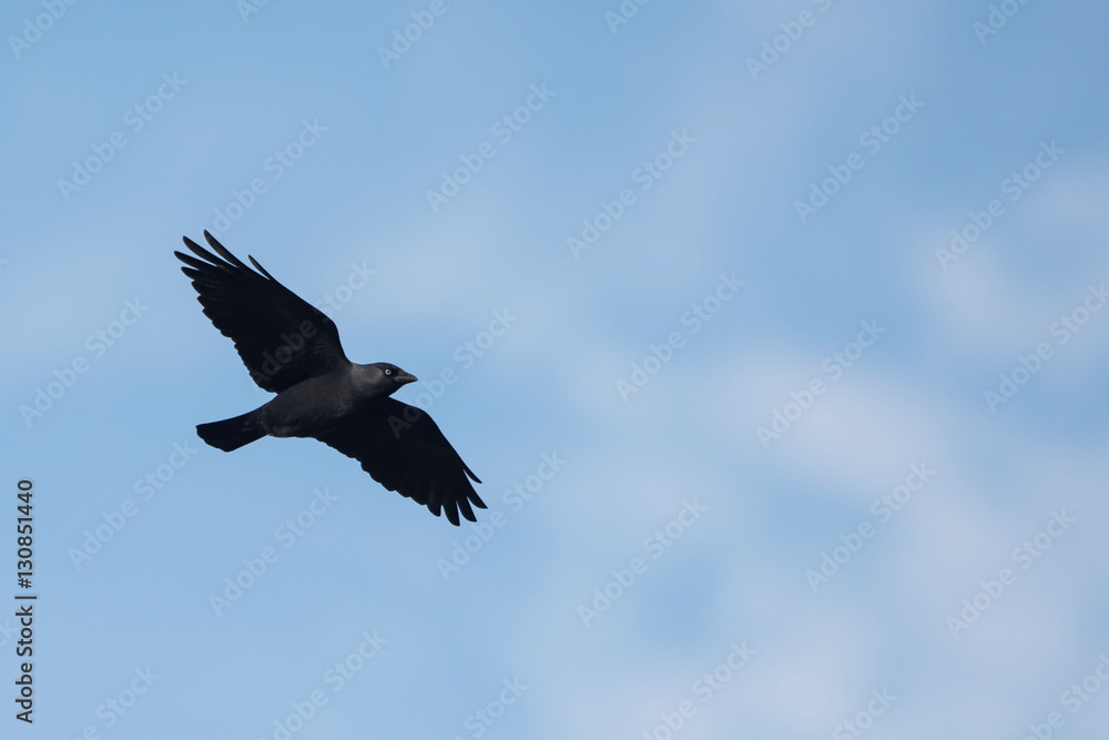 Obraz premium Western Jackdaw, Corvus monedula