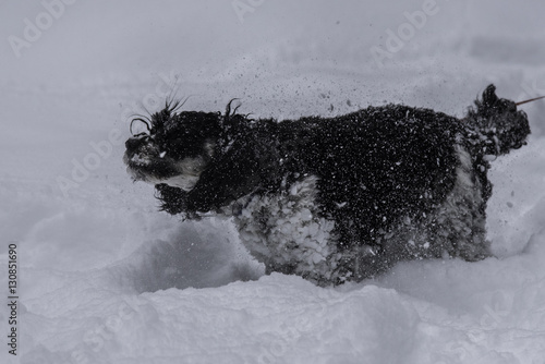 Snowdog Shakes photo