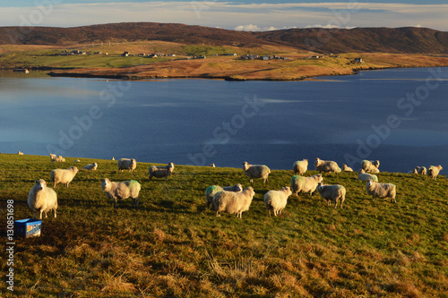 Sheep and beautiful view on Shetland Islands