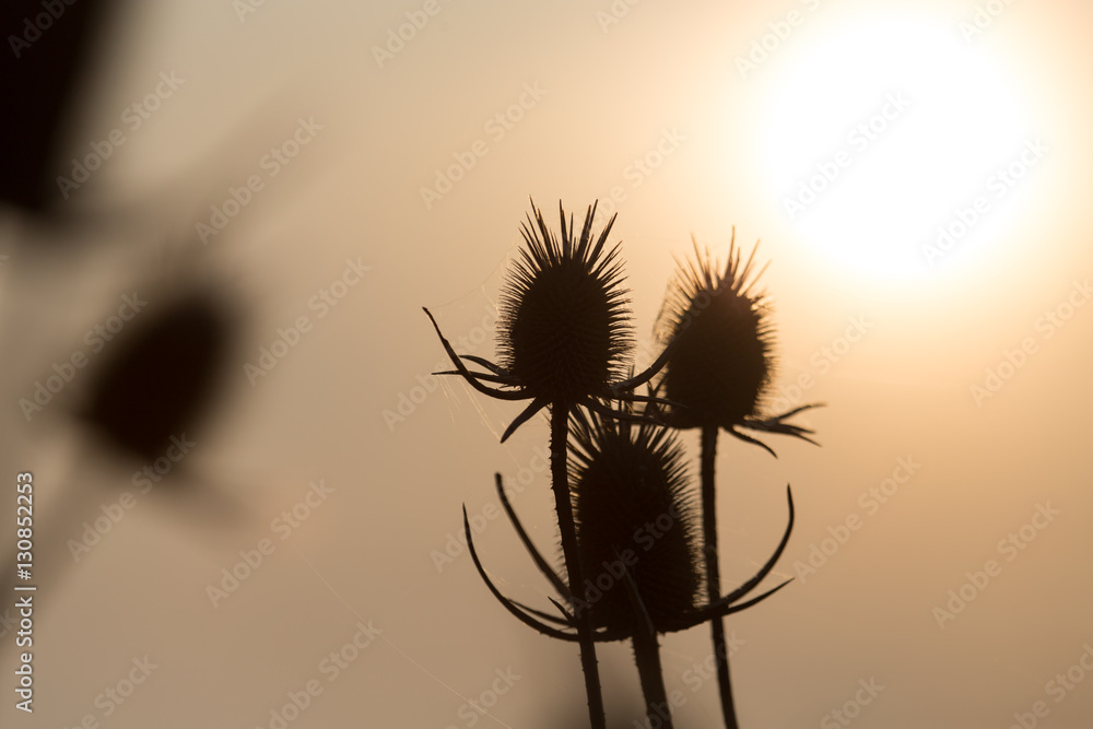 dry plant on the sunset background