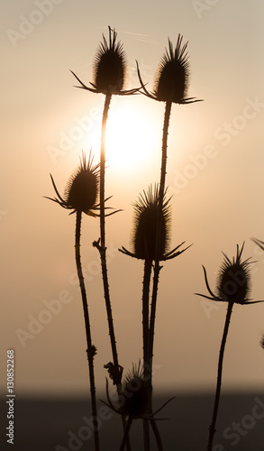 dry plant on the sunset background