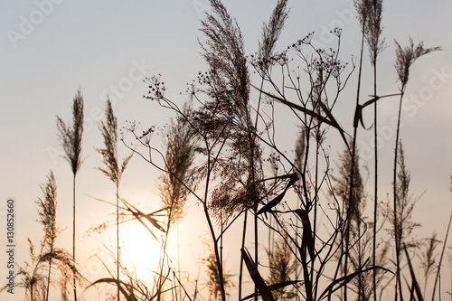 reeds on a sunset background