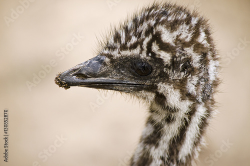 emu chick