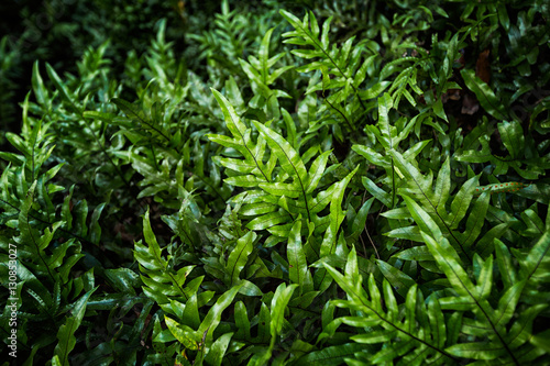 Lush green fern background