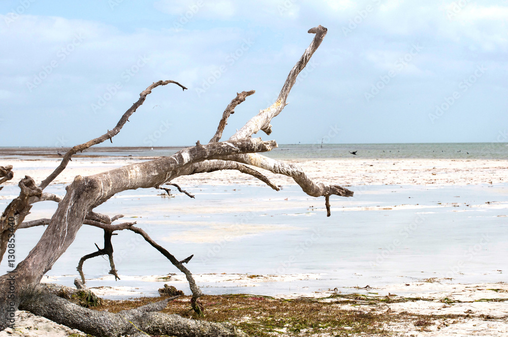 Driftwood on a white sandy beach Driftwood on a white sandy beach