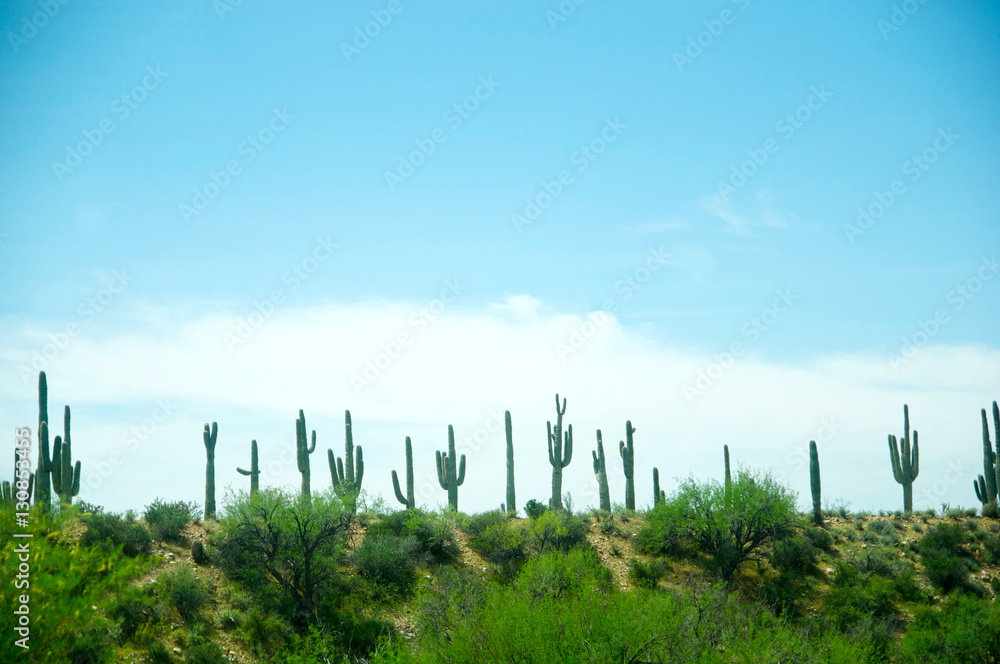 Sonoran landscape with many saguaros