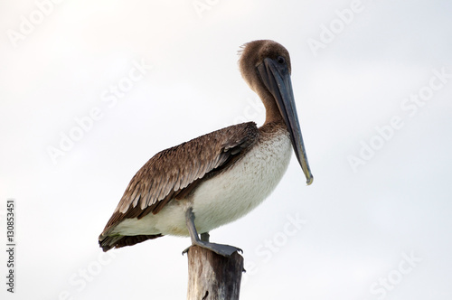 Big pelican perched up high