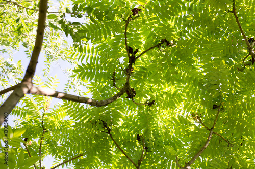 green leaves on the tree in nature