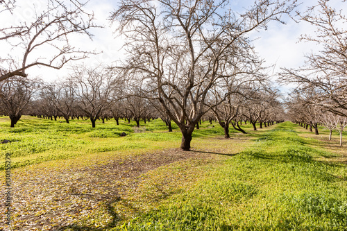 Almond Grove in the Spring 2
