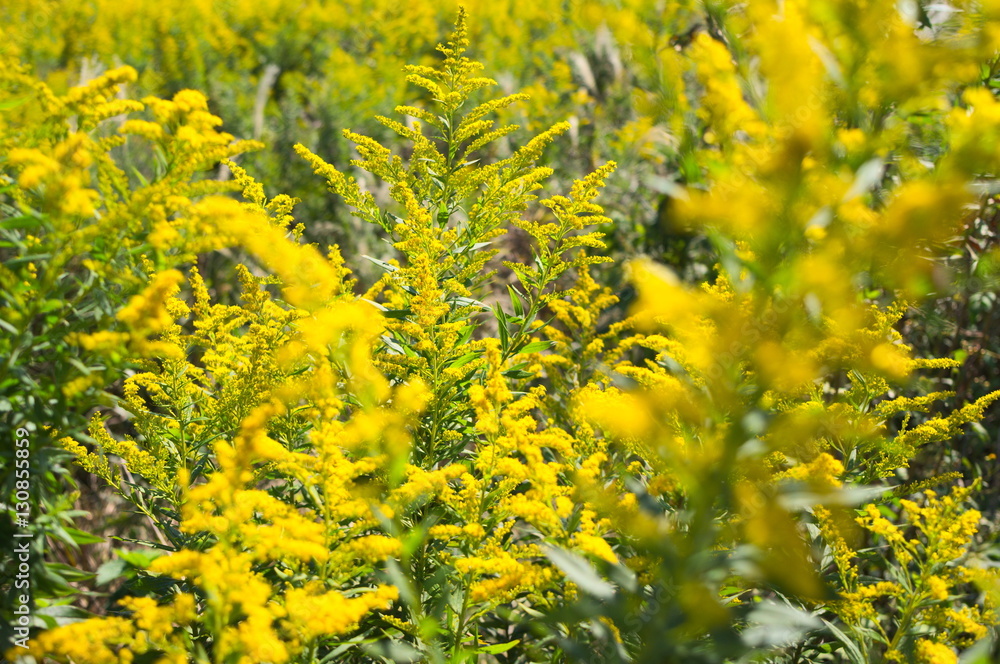 Obraz premium 菜の花