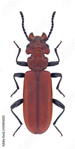 Beetle Cucujus haematodes on a white background photo