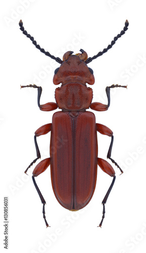 Beetle Cucujus claviceps on a white background