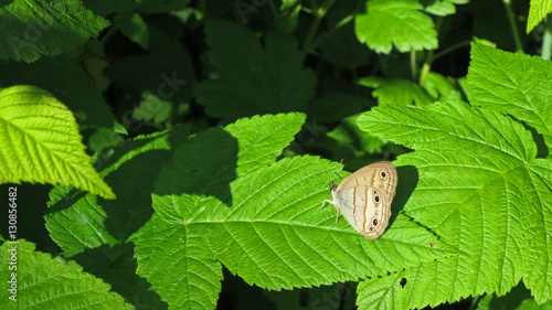 Little wood-satyr (megisto cymela) butterfly on green leaf photo