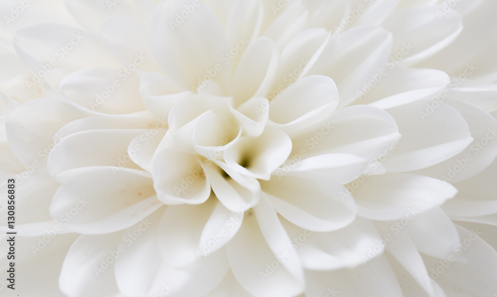 Fototapeta premium white flower as background