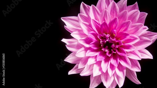 Time lapse - Blooming Pink Dahlia Flower with black background