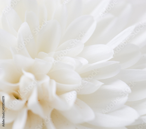 white flower as background © schankz