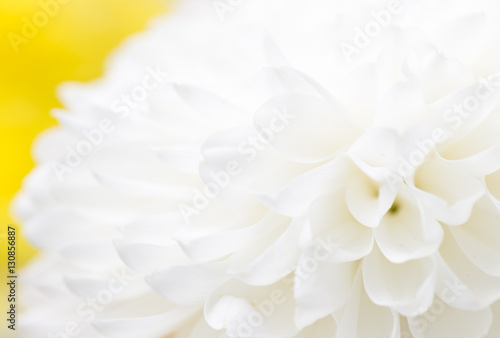 white flower as background © schankz