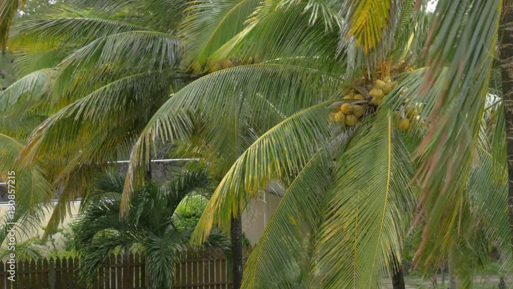 Tropical garden with coconut palm trees waving in the wind. Mauritius Island Tropical garden with coconut palm trees waving in the wind. Mauritius Island