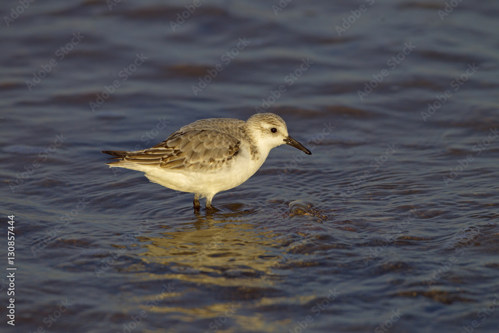 Sanderling Calidris alba feeding along the tideline Sanderling Calidris alba feeding along the tideline