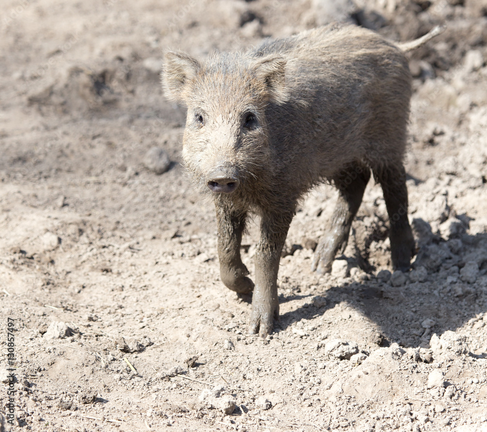 wild boar in the mud in the zoo wild boar in the mud in the zoo