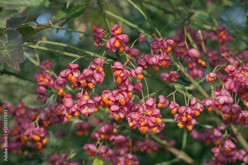 Spindle Euonymus europacus in Hedgerow