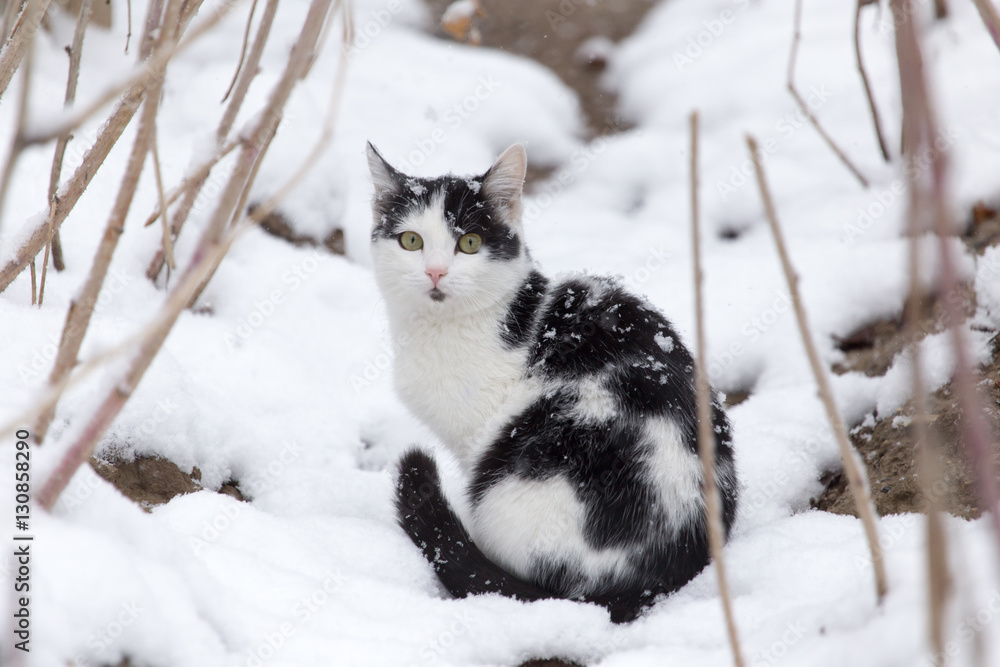 Cat in the snow in the winter Cat in the snow in the winter