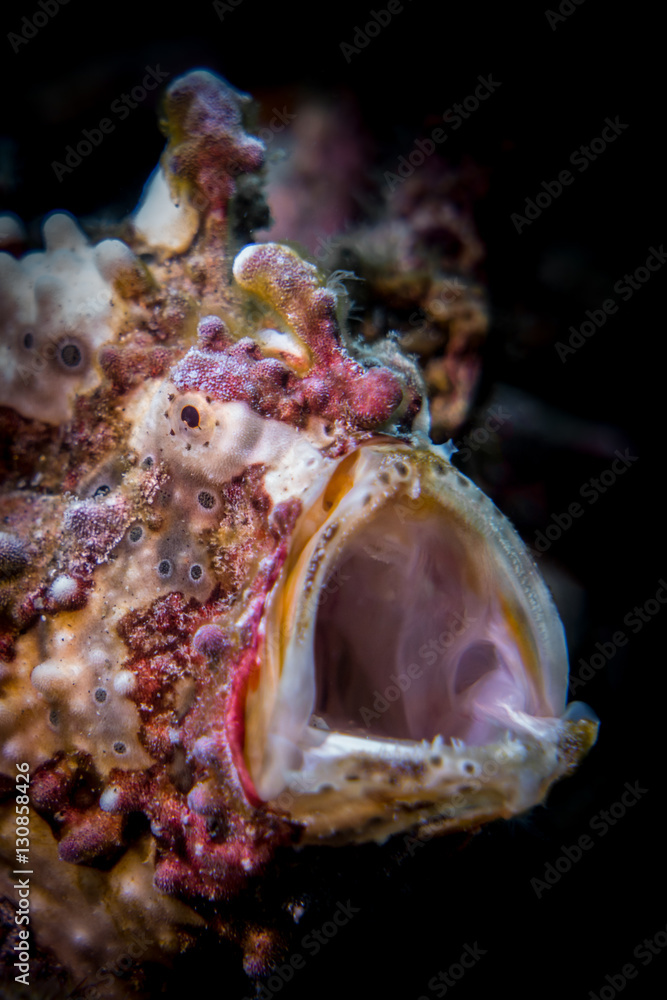 Warty frogfish (Antennarius maculatus) yawning