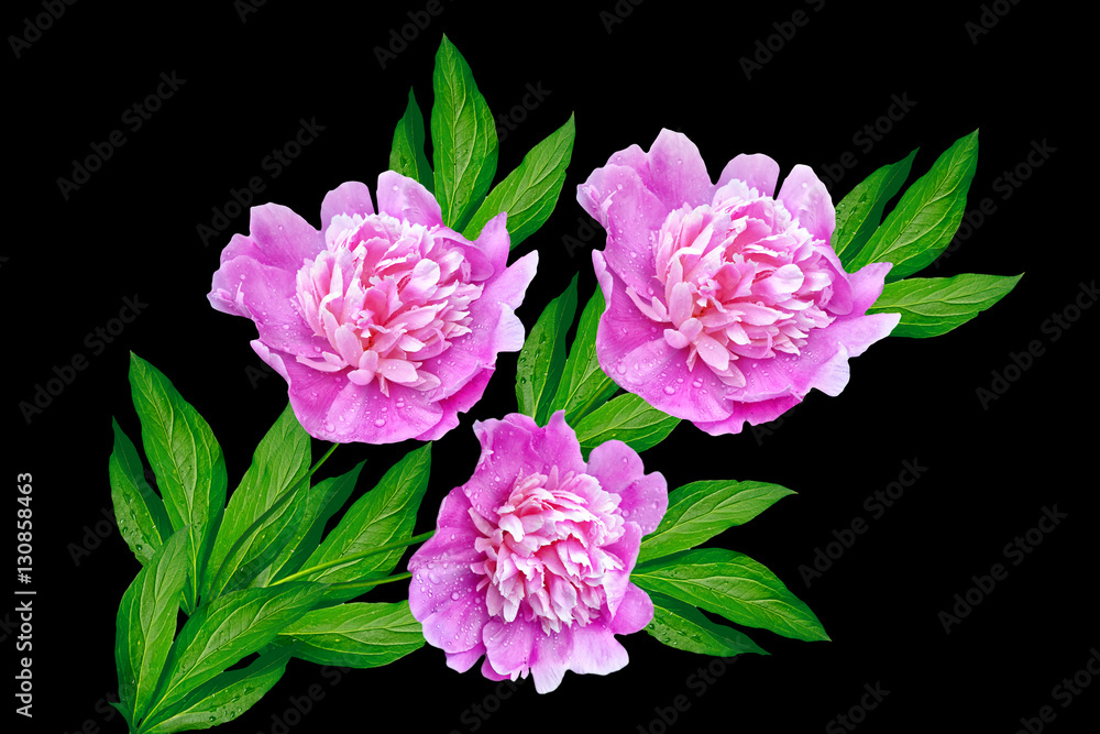 Fototapeta premium Colorful bright flowers peonies isolated on black background.