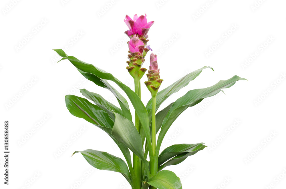 Siam Tulip isolated on white background. Siam Tulip isolated on white background.