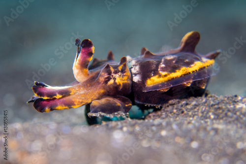 Flamboyant Cuttlefish in Lembeh photo