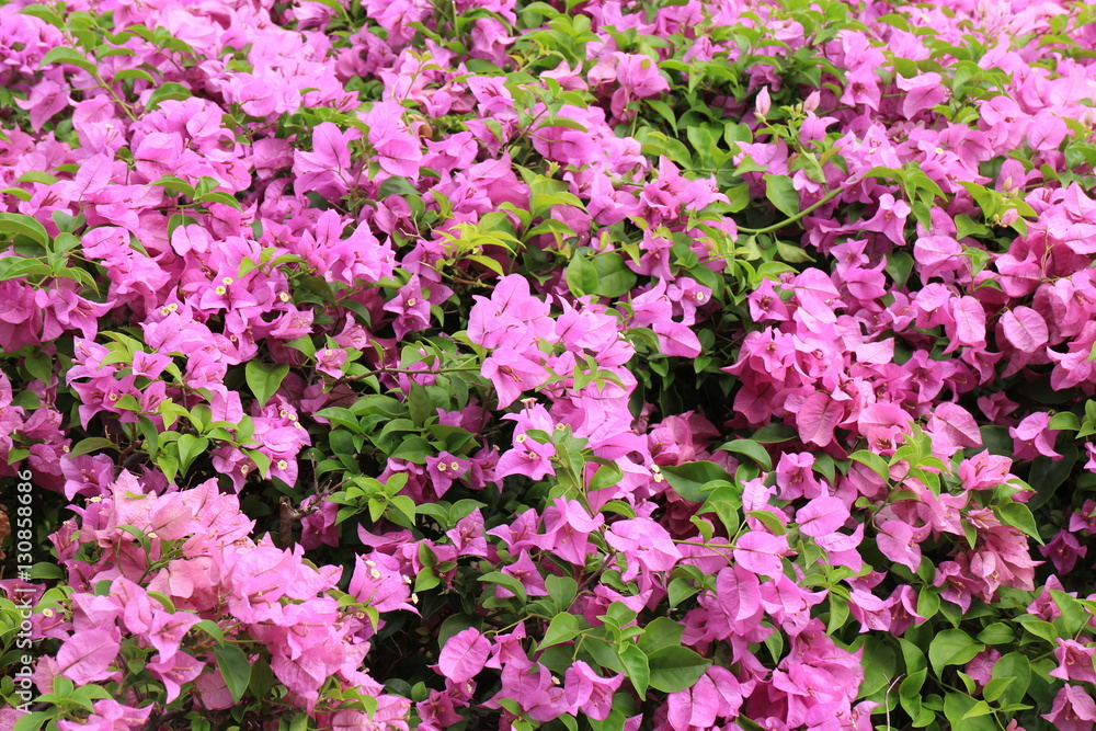 Bougainvillea in the garden