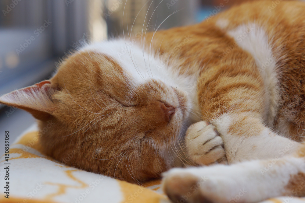 眠る茶猫