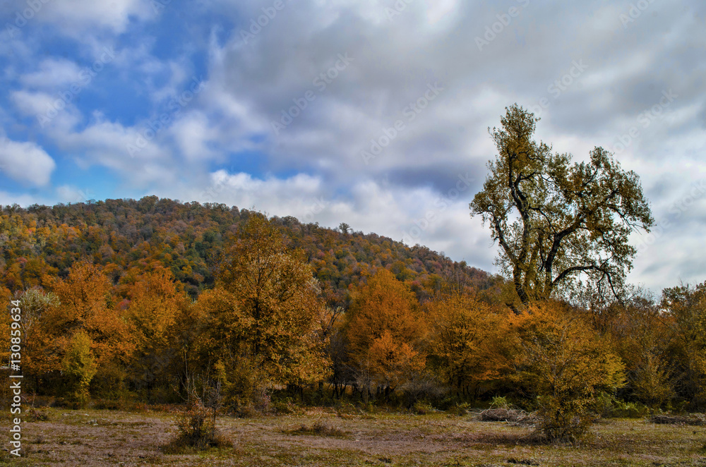 Landscape of hill autumn forest covers in the bright color with the sky in half -gray clouds and with lonely big tree