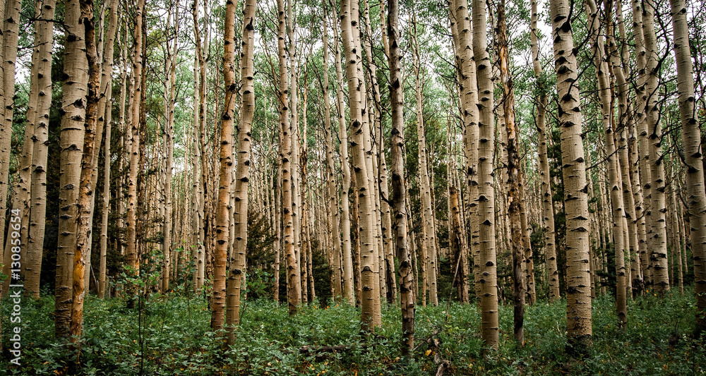 Forest Thicket Forest Thicket