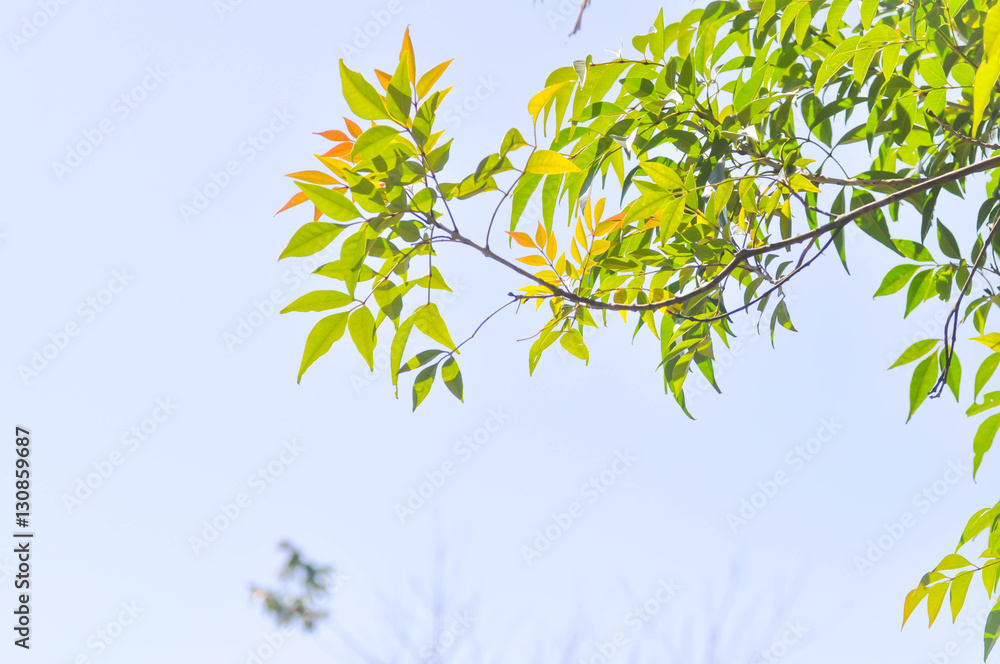 Obraz premium tree , leaves and sky