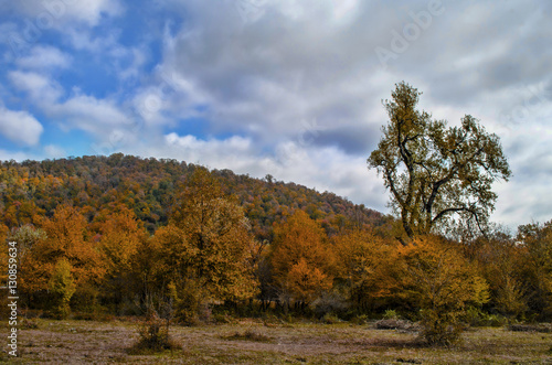 Landscape of hill autumn forest covers in the bright color with the sky in half -gray clouds and with lonely big tree