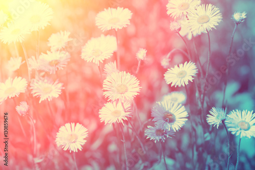 Fototapeta Naklejka Na Ścianę i Meble -  Vintage wild chamomile flowers at sunset light