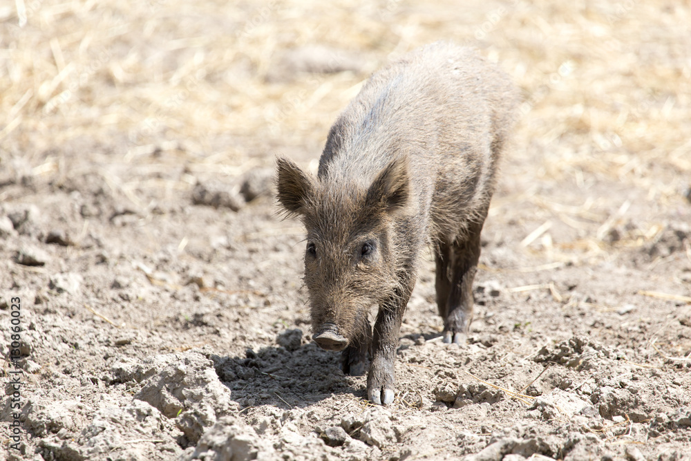 wild boar in a park on the nature wild boar in a park on the nature