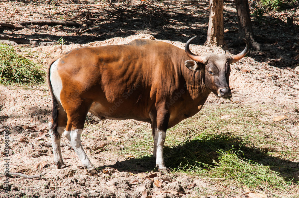 Red Bull or Banteng feeding under the tree Red Bull or Banteng feeding under the tree