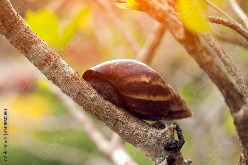 Close up of Gian Africa-Snail on the tree (Achatina fulica) photo