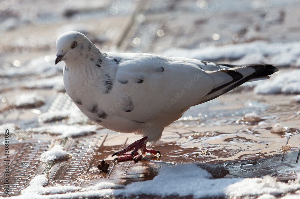white dove in nature in winter white dove in nature in winter
