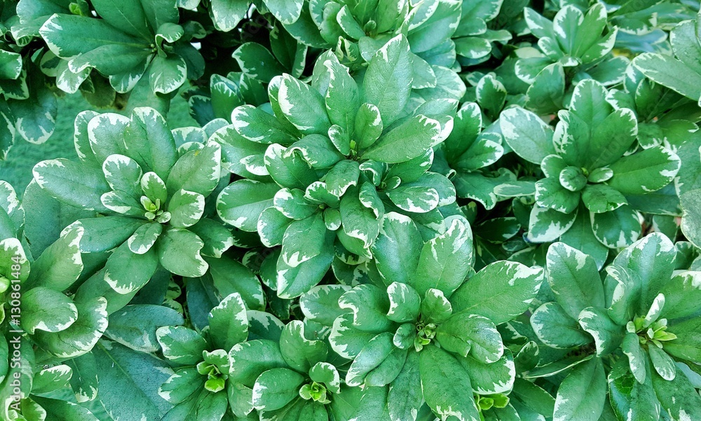Green leaves background Green leaves background