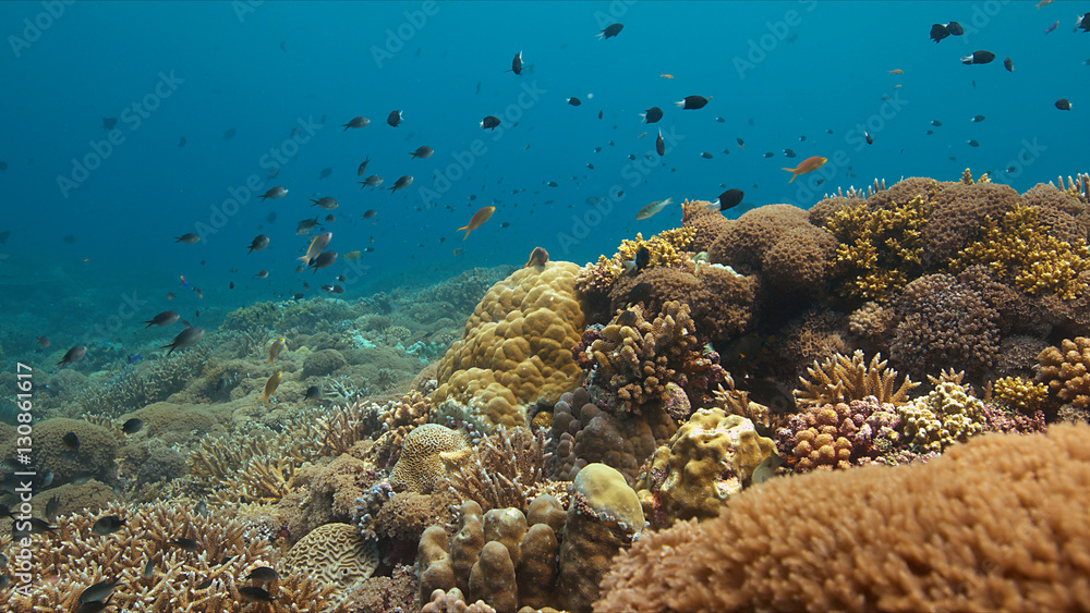 Obraz premium Colorful coral reef in Philippines with healthy hard corals and plenty fish.