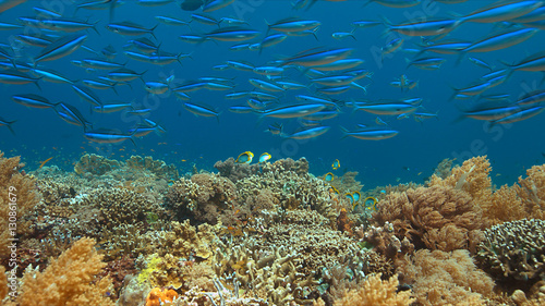 Fototapeta Naklejka Na Ścianę i Meble -  Colorful coral reef with healthy corals and plenty fish.