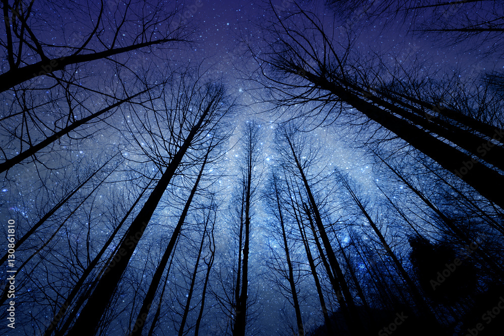 Fototapeta premium perspektywa ciemny kontur suchego lasu na tle gwiaździstej nocy