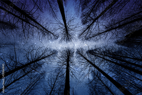 perspective of the dark outline of the dry forest with starry night background